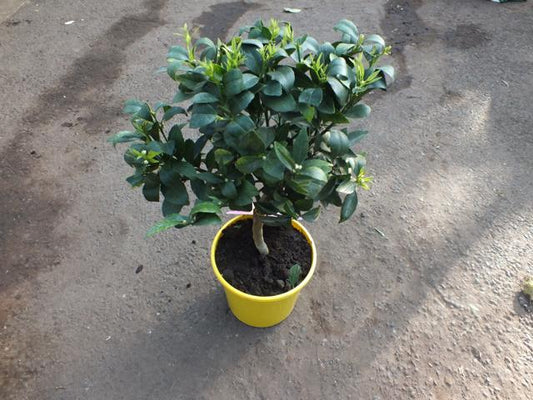 Citrus x junos - Yuzu 50-60 cm - Mrazuvzdorná odrůda citrusů do -12°C - roubovaná