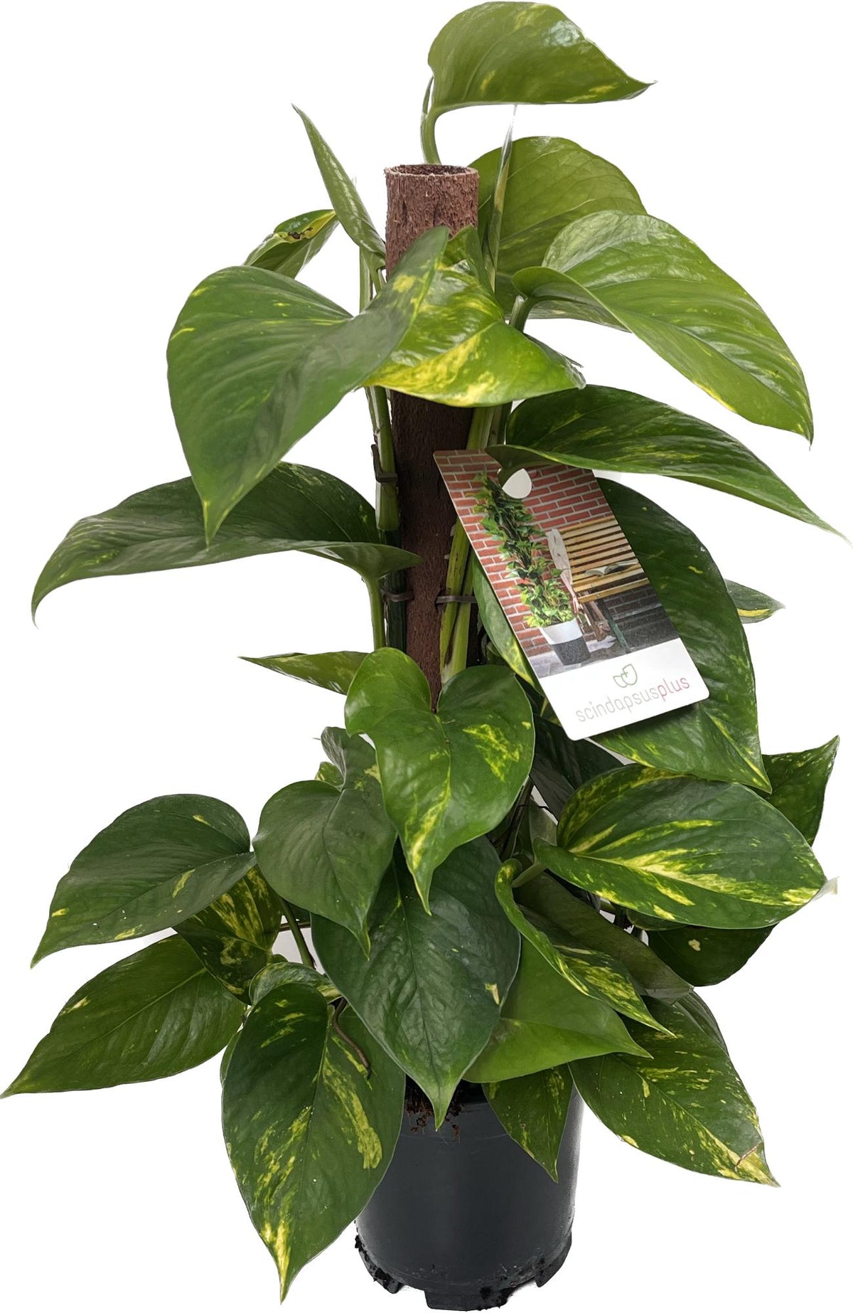 Epipremnum Aureum - Pothos na mechové tyčce Květináč Ø 15 / Výška cca. 50 cm popínavá rostlina, snadno udržovatelná závěsná rostlina, pokojová rostlina