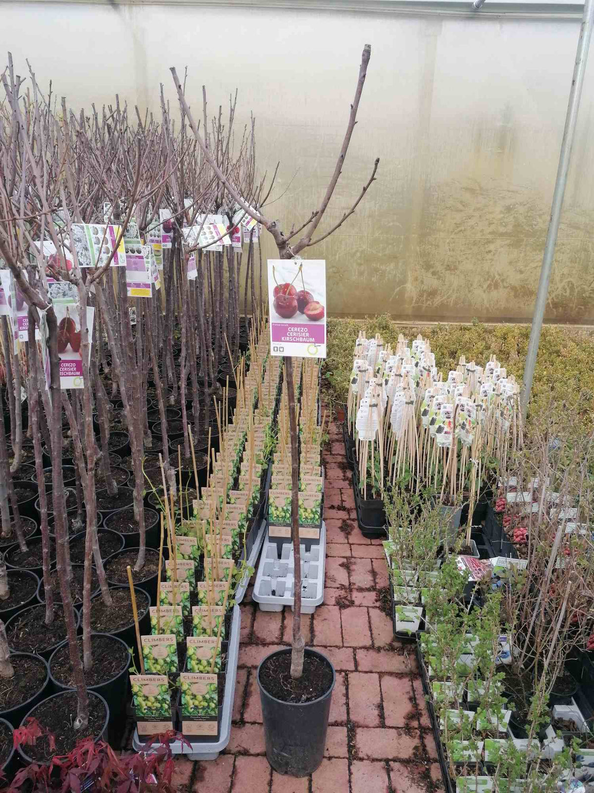 Třešeň - Prunus avium - Třešně - Ovocný strom