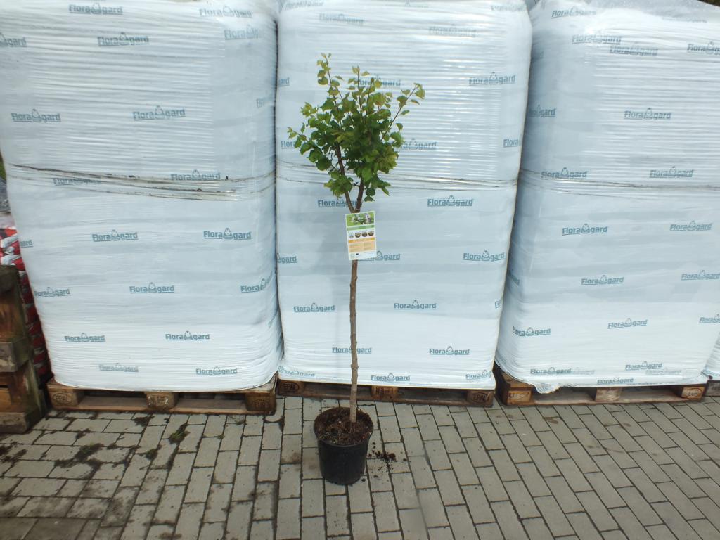 Meruňka 170 -200 cm Prunus armeniaca Currot - Meruňka - Ovoce