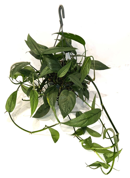 Epipremnum Cebu Blue Ampel - Efeutute T40-44 cm lange Ranken Rankpflanze Pflegeleicht Hängepflanze Zimmerpflanze