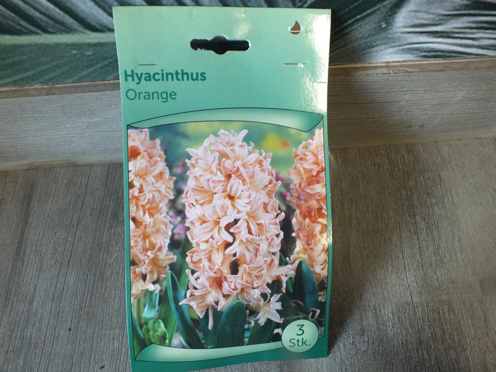 3 hyacinty - oranžové cibule hyacintu - mrazuvzdorné rostliny do zahrady a na balkon - trvalky - do květináčů a záhonů