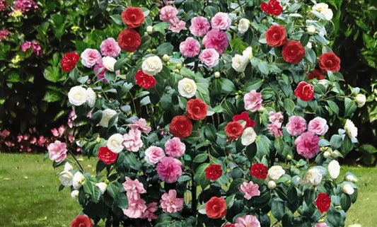 3x Kamélie (Camellia Japonica) v červené, růžové a bílé barvě - Kamélie