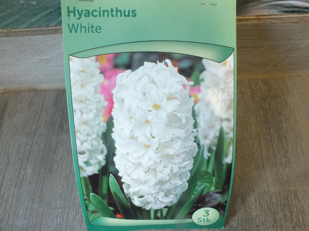 3 hyacinty - cibule bílého hyacintu - mrazuvzdorné rostliny do zahrady a na balkon - trvalky - do květináčů a záhonů
