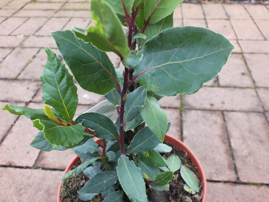 3 Stück echter Gewürzlorbeer - Laurus nobilis 40-60 cm