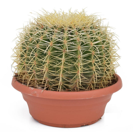 Echinocactus Grusonii superss - Schwiegermutterstuhl
