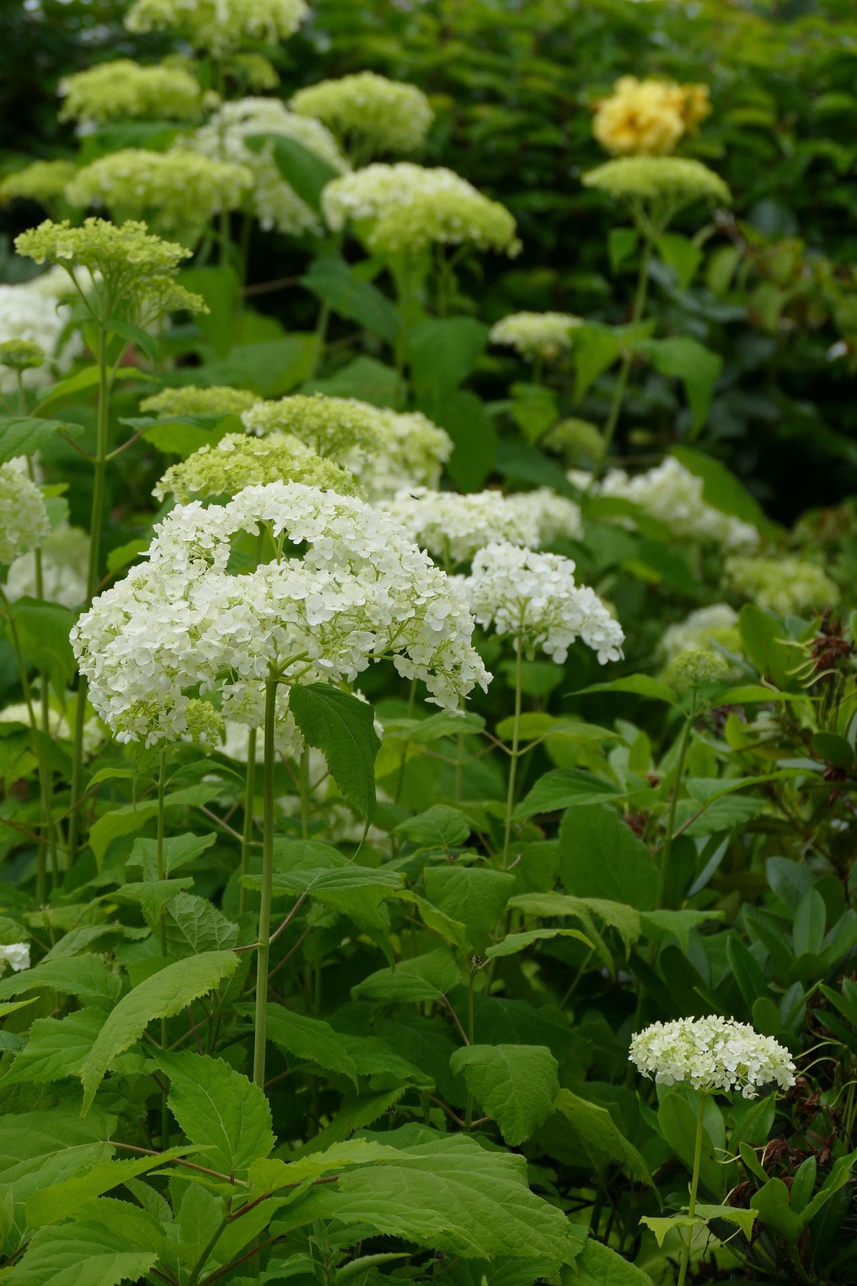 Hydrangea arborescens Annabelle - Ballhortensie - Wald-Hortensie