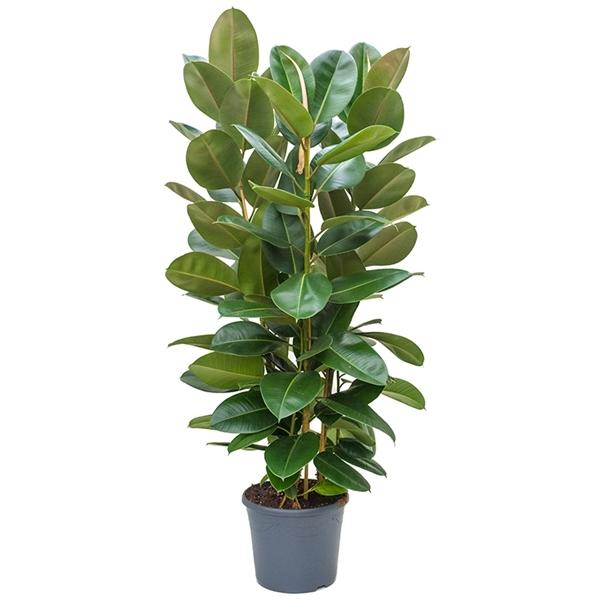 Gummibaum Ficus elastica Robusta Zimmerpflanze