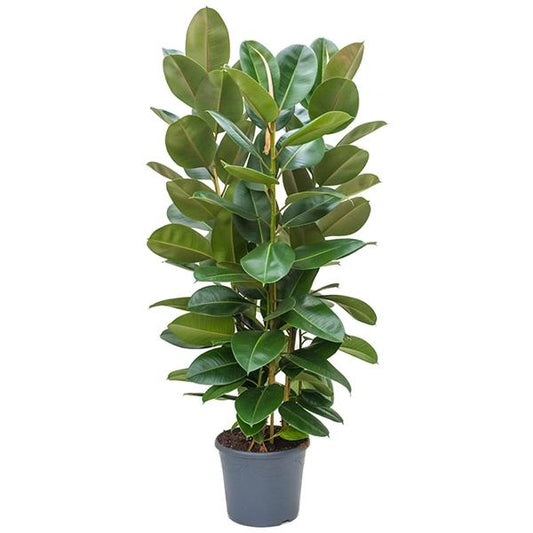 Gummibaum Ficus elastica Robusta Zimmerpflanze