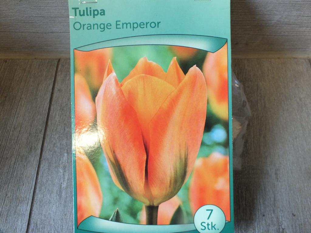 7 x cibule tulipánu oranžového císaře - mrazuvzdorné rostliny do zahrady a na balkon - trvalky - do květináčů a záhonů