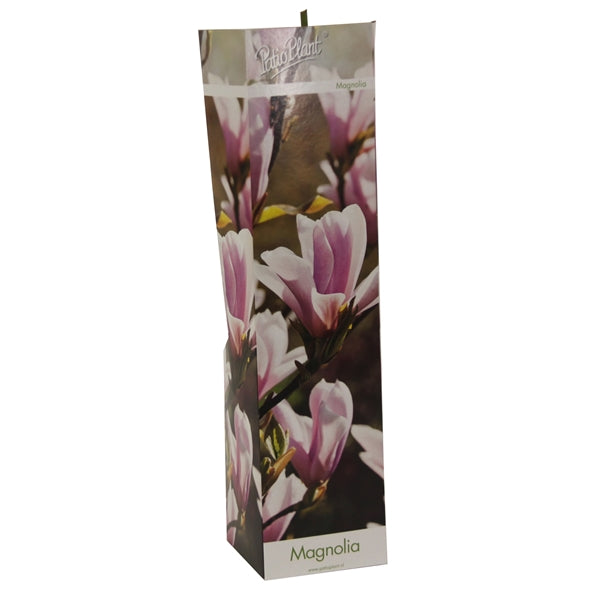 3 x Magnolien 30-40 cm 'Soulangeana', 'Susan' und 'Stellata' -Gartenpflanzen - Winterhart