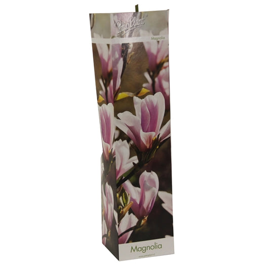 3 x Magnolie 30-40 cm 'Soulangeana', 'Susan' a 'Stellata' - Zahradní rostliny - Mrazuvzdorné