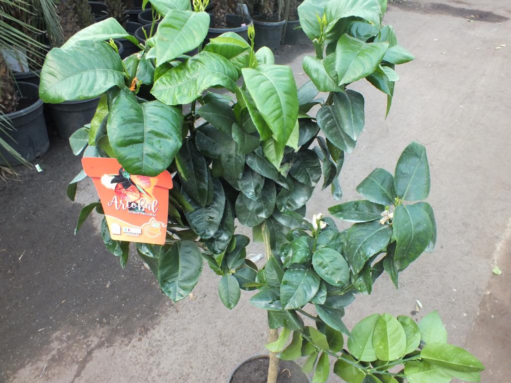 Pomerančovník Arcobal 60-80 cm - Citrus Sinensis 'Arcobal' - Duhově oranžová