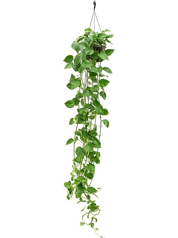 Epipremnum Aureum - Pothos závěsná rostlina s úponky dlouhými 100 cm a více Popínavá rostlina, nenáročná na péči, závěsná rostlina, pokojová rostlina