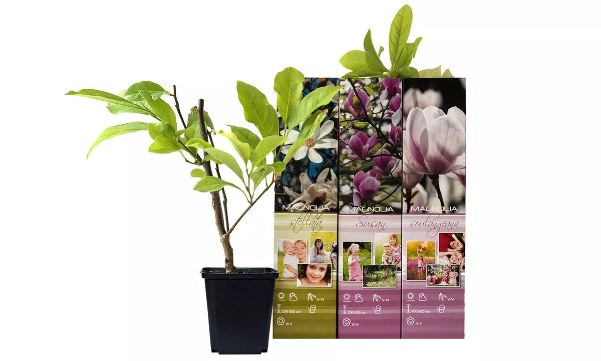 3 x Magnolien 30-40 cm 'Soulangeana', 'Susan' und 'Stellata' -Gartenpflanzen - Winterhart