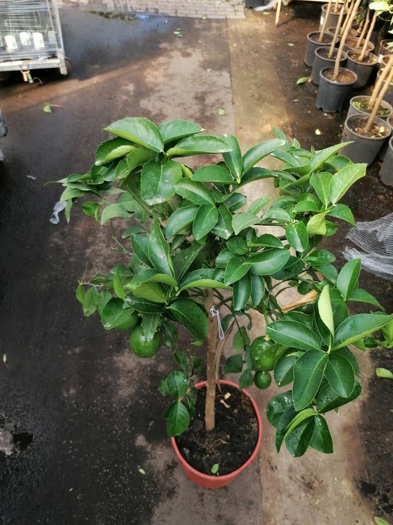 Citroník Meyer -Lisa- 120-140 cm s malými plody, silný kmen Citrus Meyer Lemon
