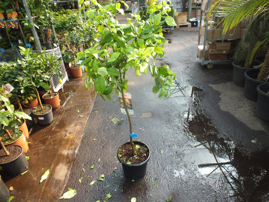 Citrus paradisi 'Star Ruby' stonek 130-150 cm - citrusová rostlina Red Grapefruit Paradise Apple