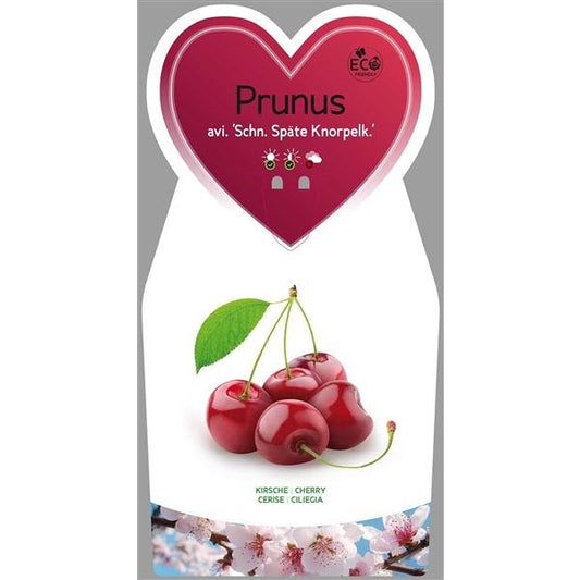 Prunus Schneiders Späte Knorpelkirsche Süßkirsche