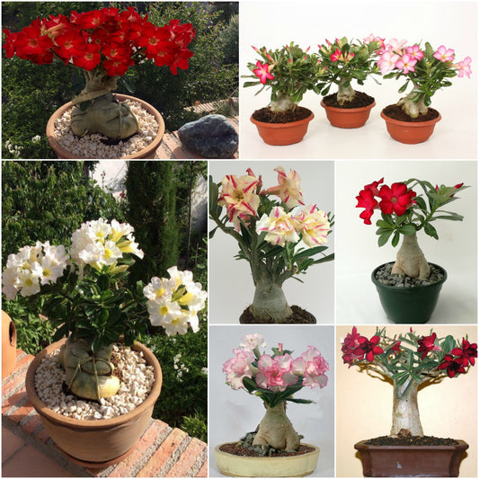 Adenium obesum - Wüstenrose - Topf 10,5cm - Höhe 25-40cm Zimmerpflanzen