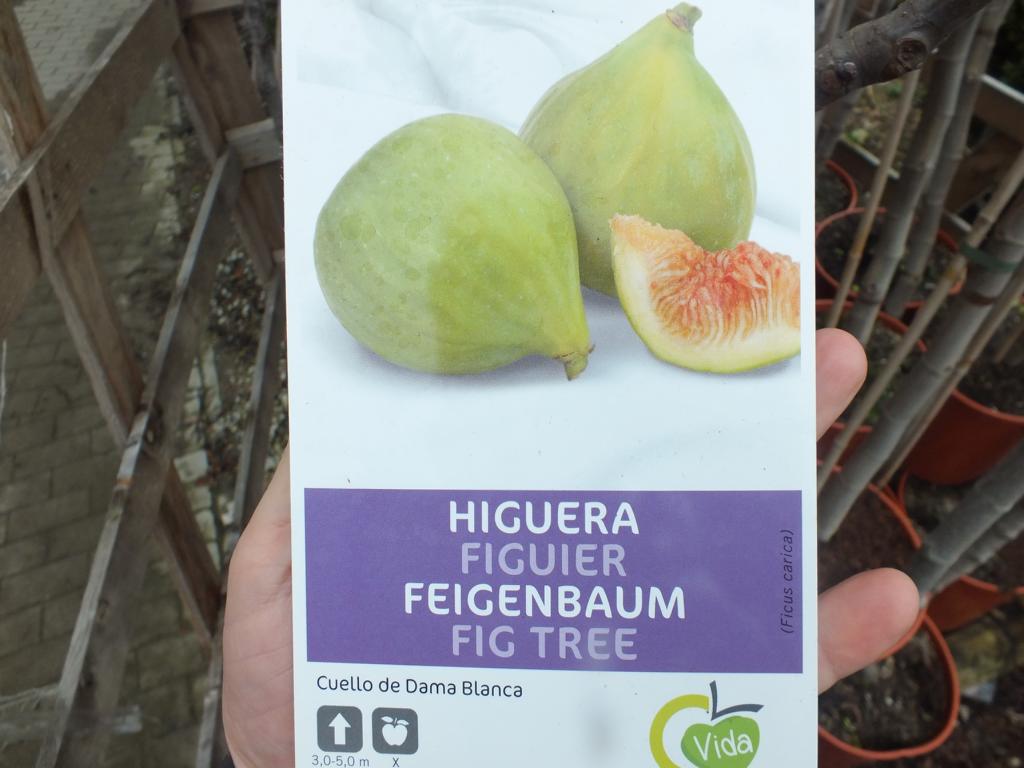 Feige Cuello Dama Blanca Baum 160-180 cm - Ficus carica - Helle Feige -kräftiger Stamm - Feigenbaum