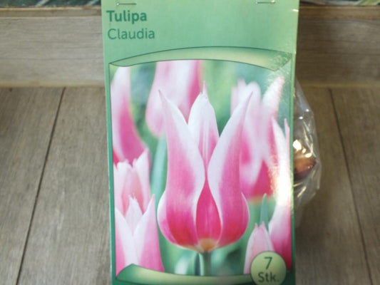 7 x cibule tulipánů Claudia - mrazuvzdorné rostliny do zahrady a na balkon - trvalky - do květináčů a záhonů