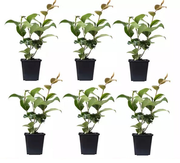 3x Kamélie (Camellia Japonica) v červené, růžové a bílé barvě - Kamélie
