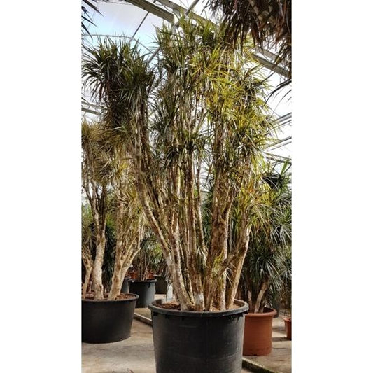 pokojová rostlina Dračí strom Dracaena Marginata