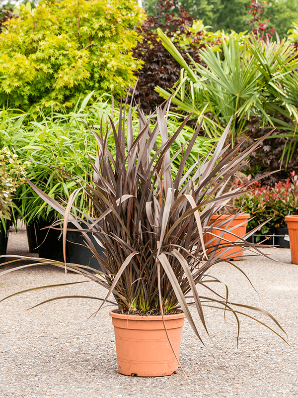 Červený novozélandský len - Phormium Special Red 60-80 cm - Rostlina - Mrazuvzdorná