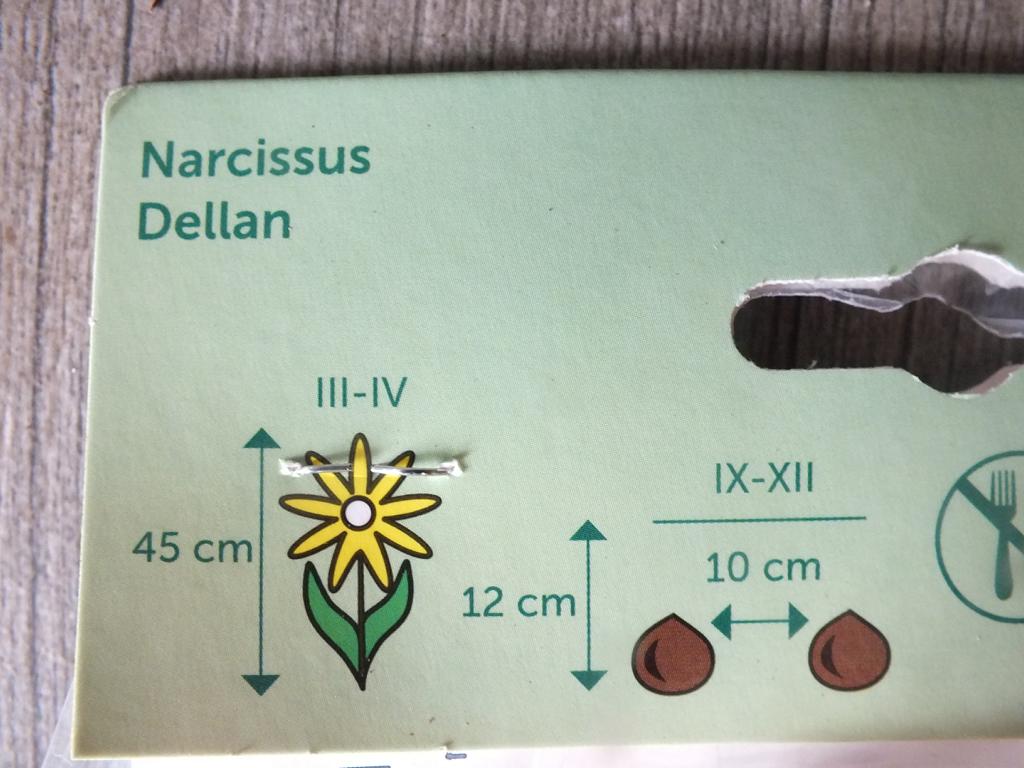 7 cibulovin narcisů Dellan - mrazuvzdorné rostliny do zahrady a na balkon - trvalky - do květináčů a záhonů