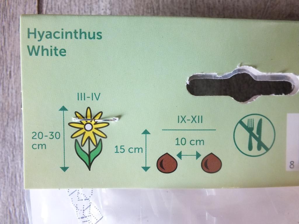 3 hyacinty - cibule bílého hyacintu - mrazuvzdorné rostliny do zahrady a na balkon - trvalky - do květináčů a záhonů