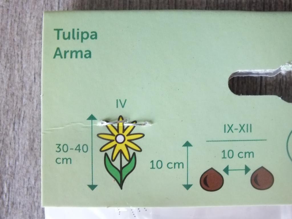 7 x cibule tulipánů Arma - mrazuvzdorné rostliny do zahrady a na balkon - trvalky - do květináčů a záhonů