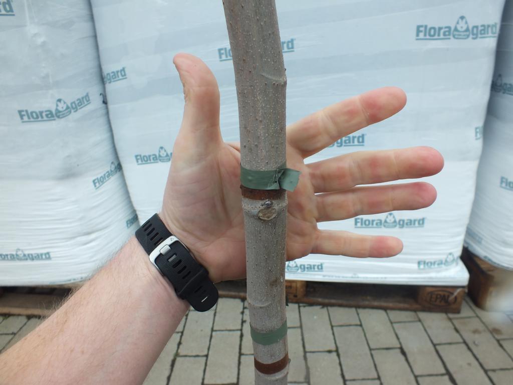 Fíkovník Panache 180-200 cm - Ficus carica - Světlý fíkovník - silný kmen - fíkovník