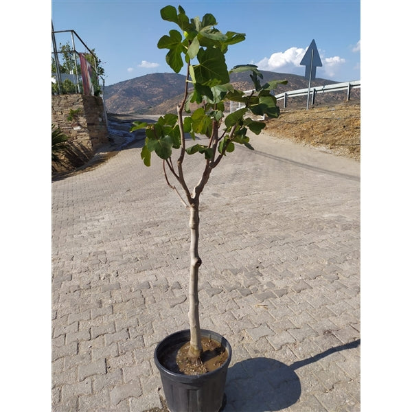 Fíkovník - Ficus carica Napolitana cca. 100 cm silný kmen ovocného stromu - pravý fík - mrazuvzdorný