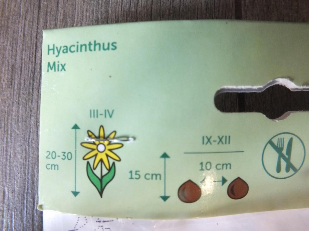 3 Hyacinthus - Hyazinthen Mix Blumenzwiebeln - winterharter Pflanzen für Garten und Balkon -mehrjährig - für Topf und Beet