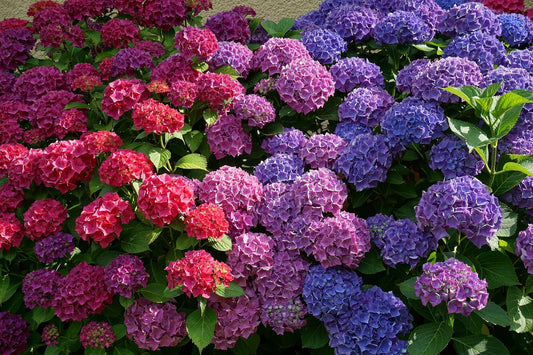 Hydrangea macrophylla - Hortensien mit prächtigen Blüten - Bauernhortensie