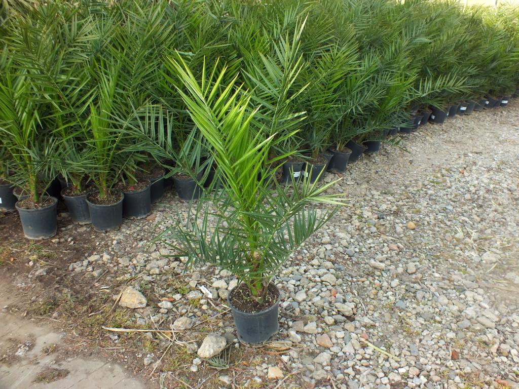 Kanarische Dattelpalme 100-120 cm - Phoenix canariensis - Phönixpalme
