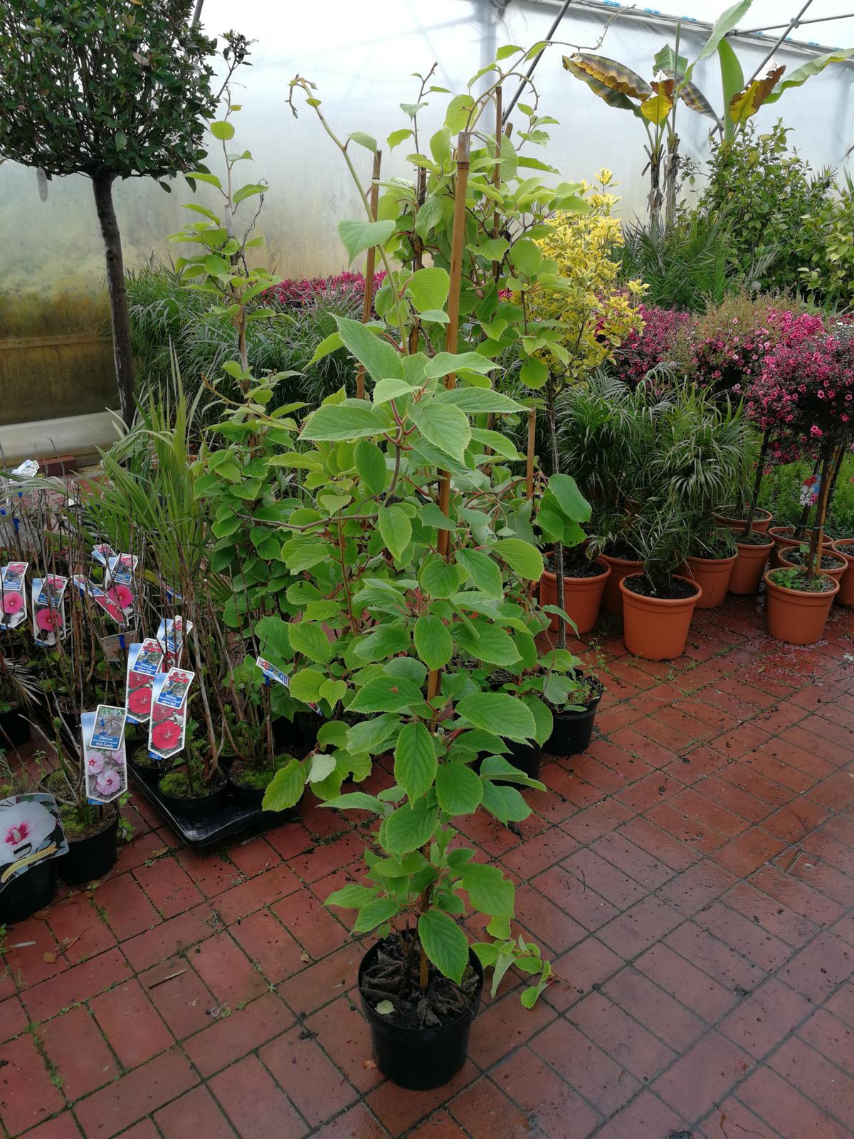 Kiwi Jenny cca. 180 cm - Actinidia chinensis 'Jenny' - samosprašná/samopylující / DOPRAVA ZDARMA