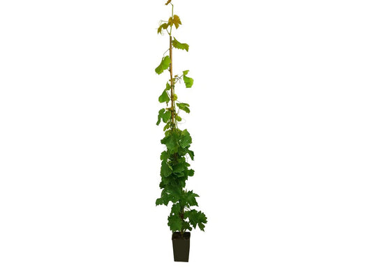 Weinrebe Vitis vinifera Crimson Seedless 180-200 cm Tafeltraube - knackige, kernlose hellrote Trauben