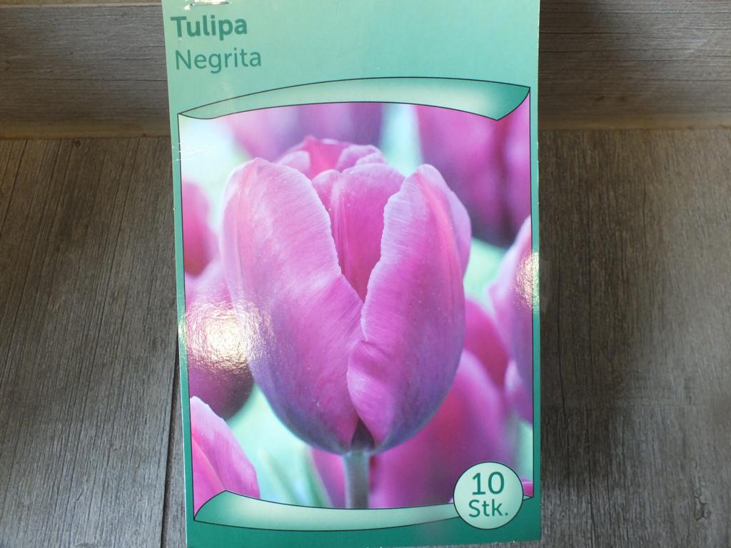 10 cibulí tulipánů Negrita - mrazuvzdorné rostliny do zahrady a na balkon - trvalky - do květináčů a záhonů