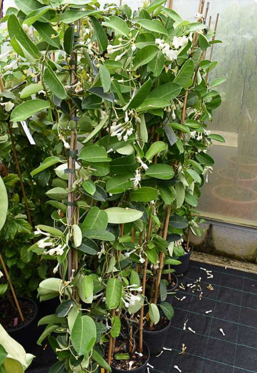 Stephanotis floribunda 150-200 cm am Stab - Kranzschlinge - mit weißen Blüten -  immergrüne Kletterpflanze - duftet sehr schön