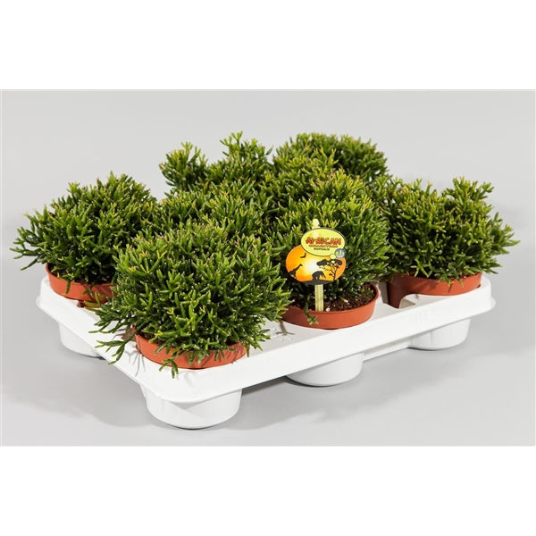 Rhipsalis capilliformis Výška cca. 15 cm, průměr květináče 10,5 cm - Rustikální kaktus - Korálový kaktus - nenáročná pokojová rostlina
