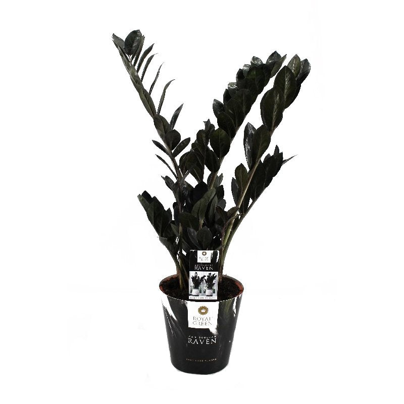 Zamioculcas Raven 70-80 cm - Černý Zamioculcas - Pokojová rostlina