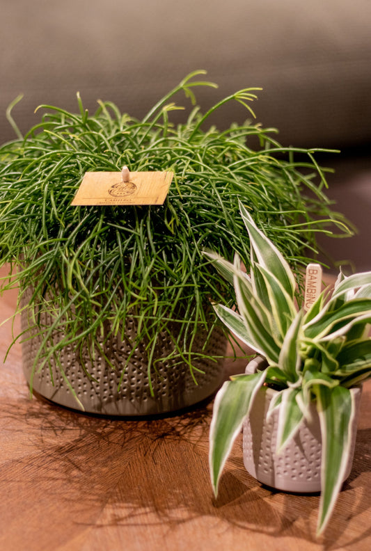 Rhipsalis Capilliformis Höhe ca. 15 cm, Topf-Ø 10,5 cm - Binsenkaktus - Korallenkaktus - pflegeleichte Zimmerpflanze