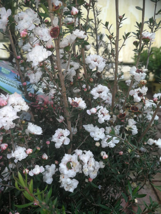 Südseemyrte 60-70 cm weiß Stämmchen Leptospermum scoparium - Manuka
