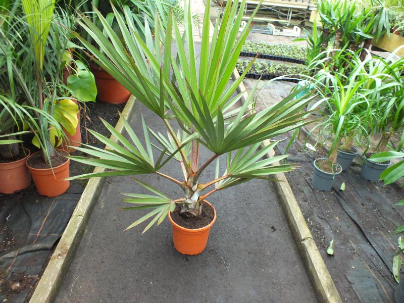 Latania lontaroides ca. 100 cm - Rote Latanpalme - Fächerpalme - Grünpflanze
