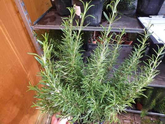 XXL Rozmarýn 40-60 cm Šalvěj rozmarýnová - Rosmarinus officinalis - Bylina - Koření