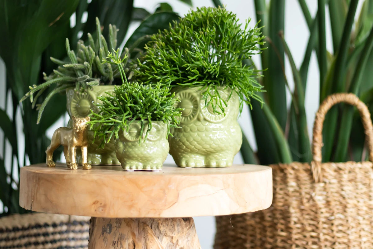 Rhipsalis Cassutha - kaktus říční - korálový kaktus - nenáročná pokojová rostlina