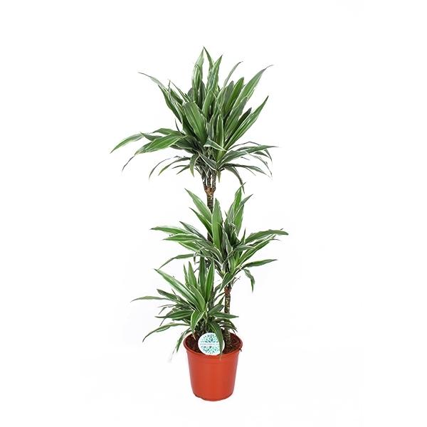 Dracaena deremensis 'Warneckii' - Drachenbaum - Zimmerpflanze - Grünpflanze