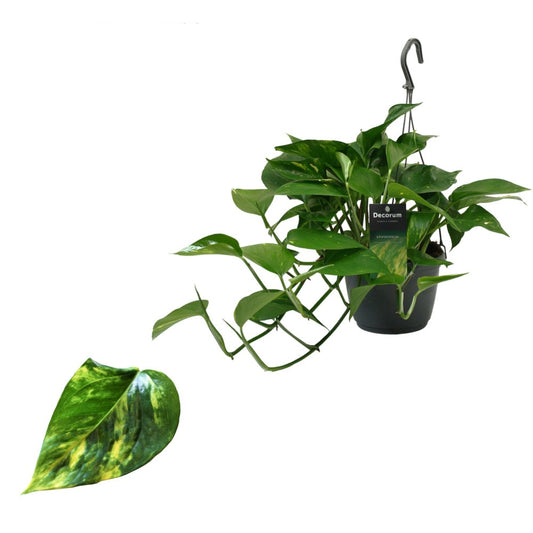 Epipremnum Aureum - Pothos Závěsná rostlina 40-44 cm dlouhé úponky Popínavá rostlina Snadno udržovatelná závěsná rostlina Pokojová rostlina