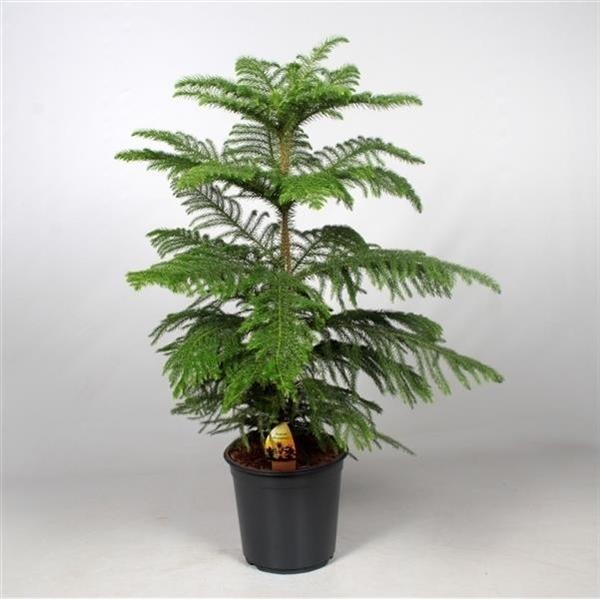 Zimmertanne  Araucaria heterophylla Norfolk-Tanne Zimmerpflanze